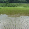 田植えから2週間