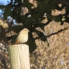 都立公園雑木林のあかの鳥たち