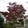 姫リンゴが紅葉しています