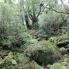 一泊二日の屋久島の旅　二日目　白谷雲水峡