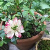 薔薇　「グリーンアイス」