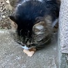 挨拶回り