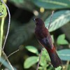 ギンバシベニフウキンチョウ(Silver-beaked Tanager)