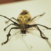 ７月中旬に見つけた虫たち