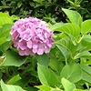 紫陽花の季節…