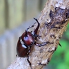 カブトムシの成虫ラッシュにおびえる子供たち