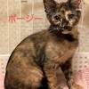 みなねこの会さんから子猫ちゃん9月15日譲渡会参加予定