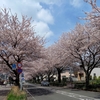 桜・結婚記念日