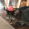 猫はキャットミントがお好き 北のねこ暮らし 猫はキャットミントがお好き 北のねこ暮らし