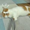 愛猫のダイエット運動編。