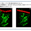 クイズ：どっちが自然の構造？ 〜RF diffusionで人工ペプチドを生成〜