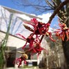 ちょっと不気味なお花、”マンサク”
