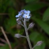 蝦夷紫、籬通、紫花菜