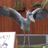 掛川花鳥園にいってきました。ハシビロコウ飛ぶ(≧▽≦)