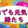 梅雨時期が成長期な庭は今日も緑が眩しいです。