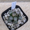 Haworthia groenewaldii