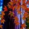 京都の紅葉11月上旬の見ごろはどこ？　おススメの場所と混雑を避ける方法は？