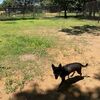 小犬ちゃんとのドライブ、ドライブベッドを買ったけど結局はいつもクレートを使っているｗ。
