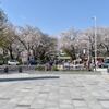 桜を見てきました。