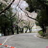 千葉公園の桜（３）みーちゃんお気に入り地点♪（千葉市中央区弁天）