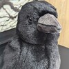 身近な鳥シリーズカラスのぬいぐるみ探し！