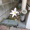 サフランモドキ開花