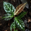 Labisia sp"Kopi foglia'from Sumatera utara【AZ0417-1】