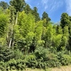 湯田上温泉　～田上町～温泉は楽し♪