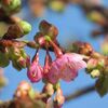 　河津桜が咲き始めてきました