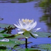 泥（どろ）のなかに開く花