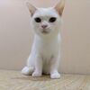 猫カフェの子たちの良いご縁・幸せを切に願う