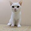 猫カフェの子たちの良いご縁・幸せを切に願う