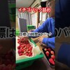 イチゴパック詰め #農業 #農協 #いちご