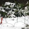 初雪です。