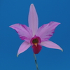 Laelia anceps f.displinada