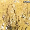 熊本城天守前の大イチョウ　見ごろ    