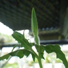 愛知目標１３　これが本当の月見草