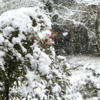 朝起きると窓の外は雪だった。