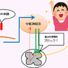 ★β-エンドルフィンのチカラ？！