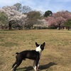 お花見シーズン