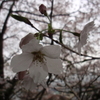 花の雨