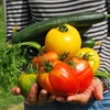 家庭で出来る失敗しない夏野菜の栽培！おすすめの種類とは