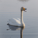 とりどり🦢びぼうろく