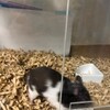 くろごまあん301日目