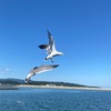行列のできるラーメンと氷見沖クルージング