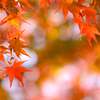 新シリーズ「秋を撮る」～クローズアップ”紅葉”
