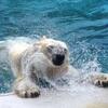 水は気持ちいいですよね　クルミさん