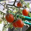 水耕栽培　挿し芽のミニトマト　赤く生っています