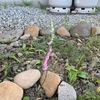 ネジリ草