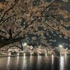 2024夜桜ー弘前公園桜まつりー寒かった～～～。